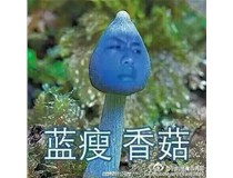 蓝瘦香菇 震旦复印机功能太多 摸不勺